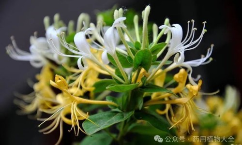 熟地黄的功效作用与副作用-熟地黄的功效作用网—知名的熟地黄的功效作用与主治禁忌网站,分享熟地黄的功效作用与禁忌知识